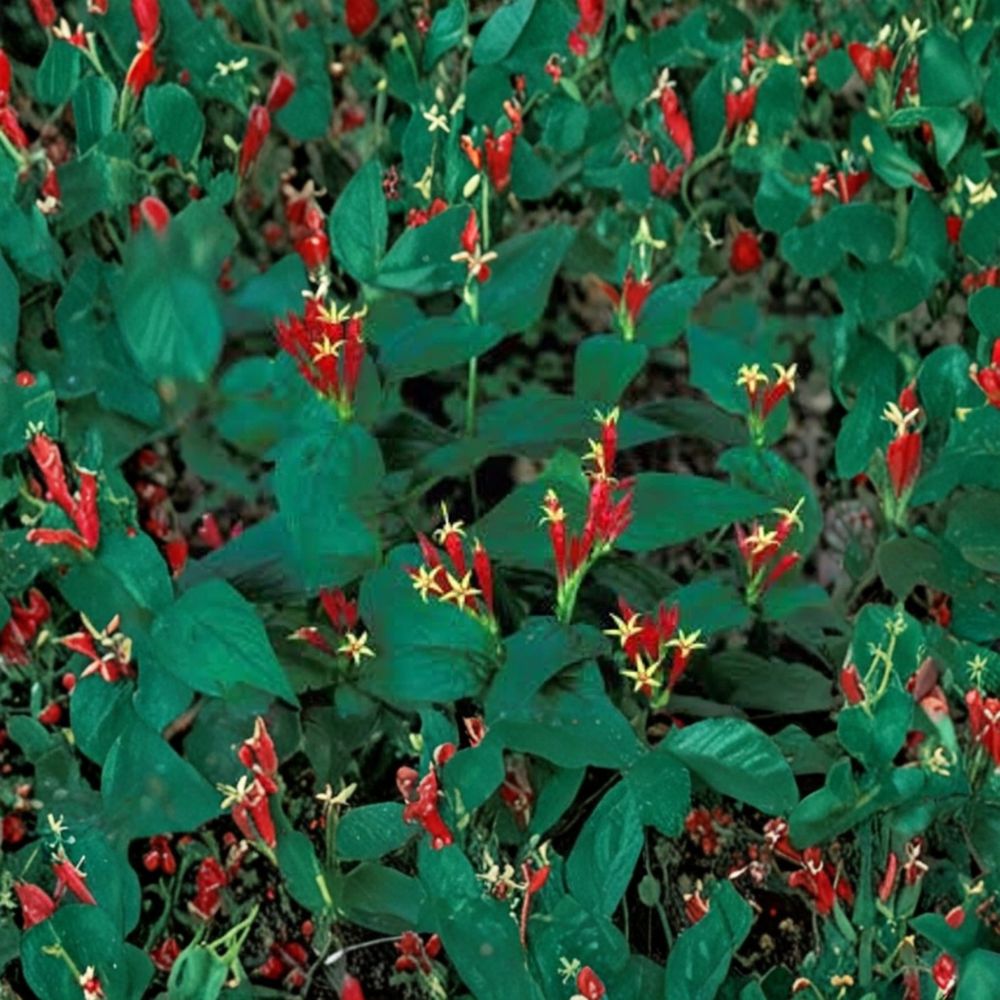 Maryland Pinkroot – Spigelia marilandica Bare Root Plants | 3 Live Native Perennials | Shade Wildflower | Hummingbird Garden Favorite