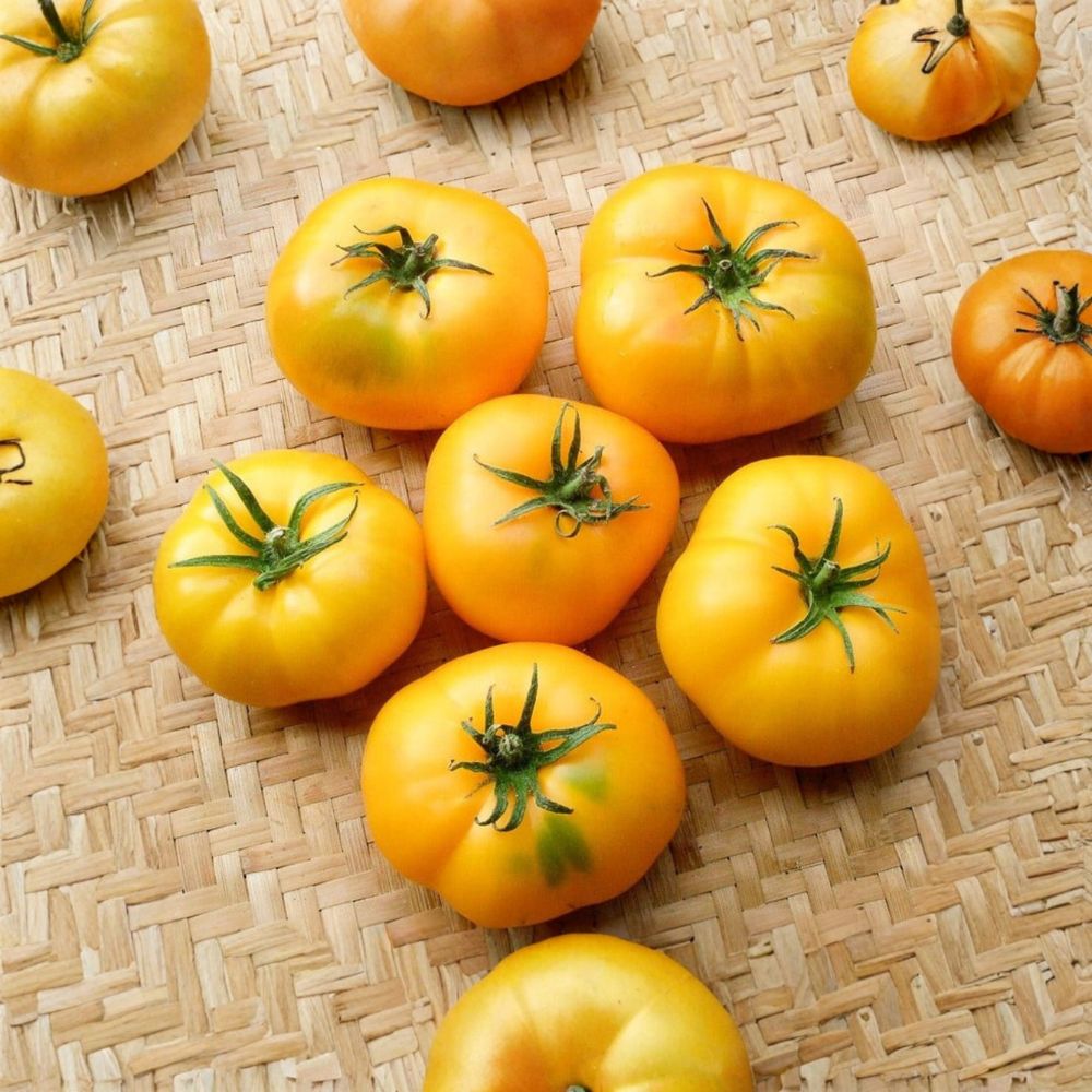 Azoychka Tomato Seeds – Solanum lycopersicum Heirloom Seeds | 50 Organic Non-GMO Seeds | Zolotoy Borago Yellow Beefsteak Tomato | Early Russian Variety