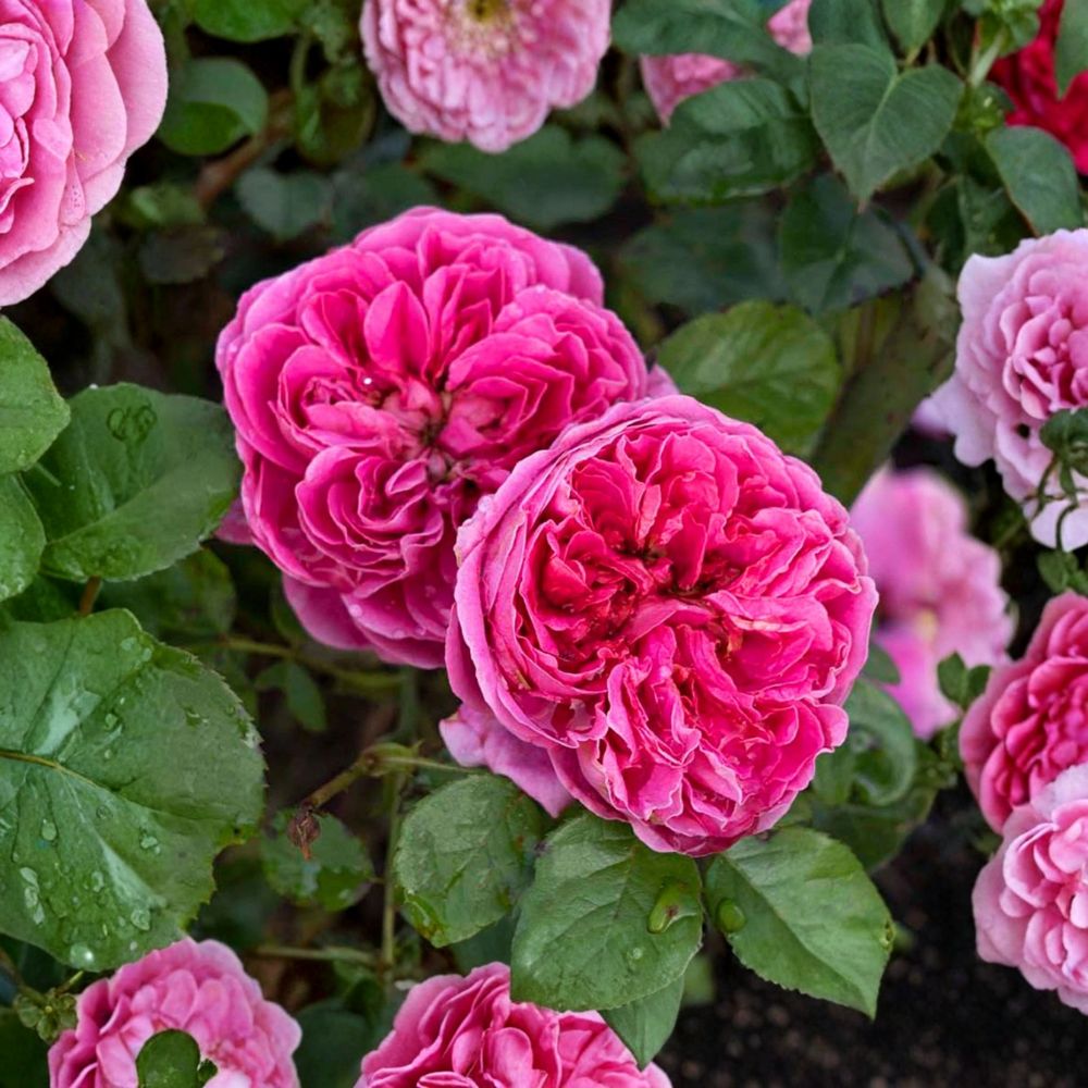 PowerPuff Pink® Rose – Live Own Root Plant | 1.5 Gallon Potted Floribunda | Reblooming Fragrant Pink Rose