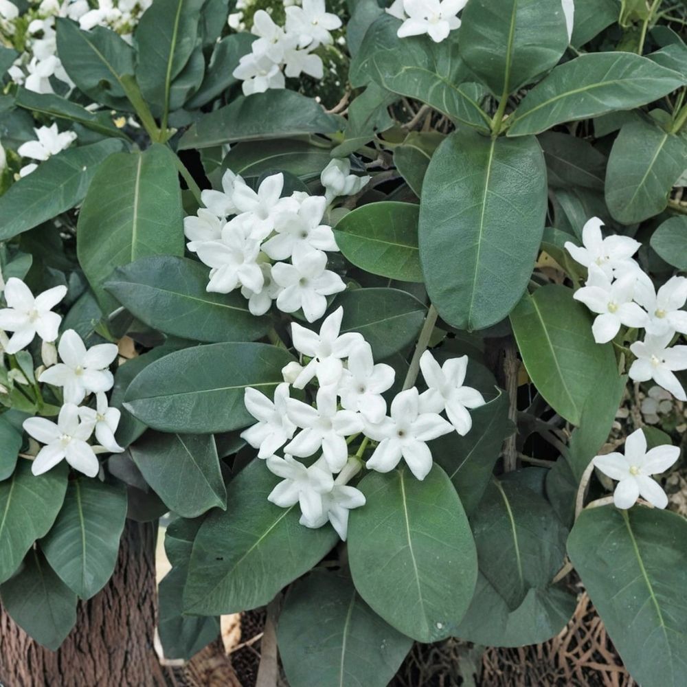 Madagascar Jasmine – Stephanotis floribunda Live Starter Plant | Fragrant Flowering Vine | Rooted Plant