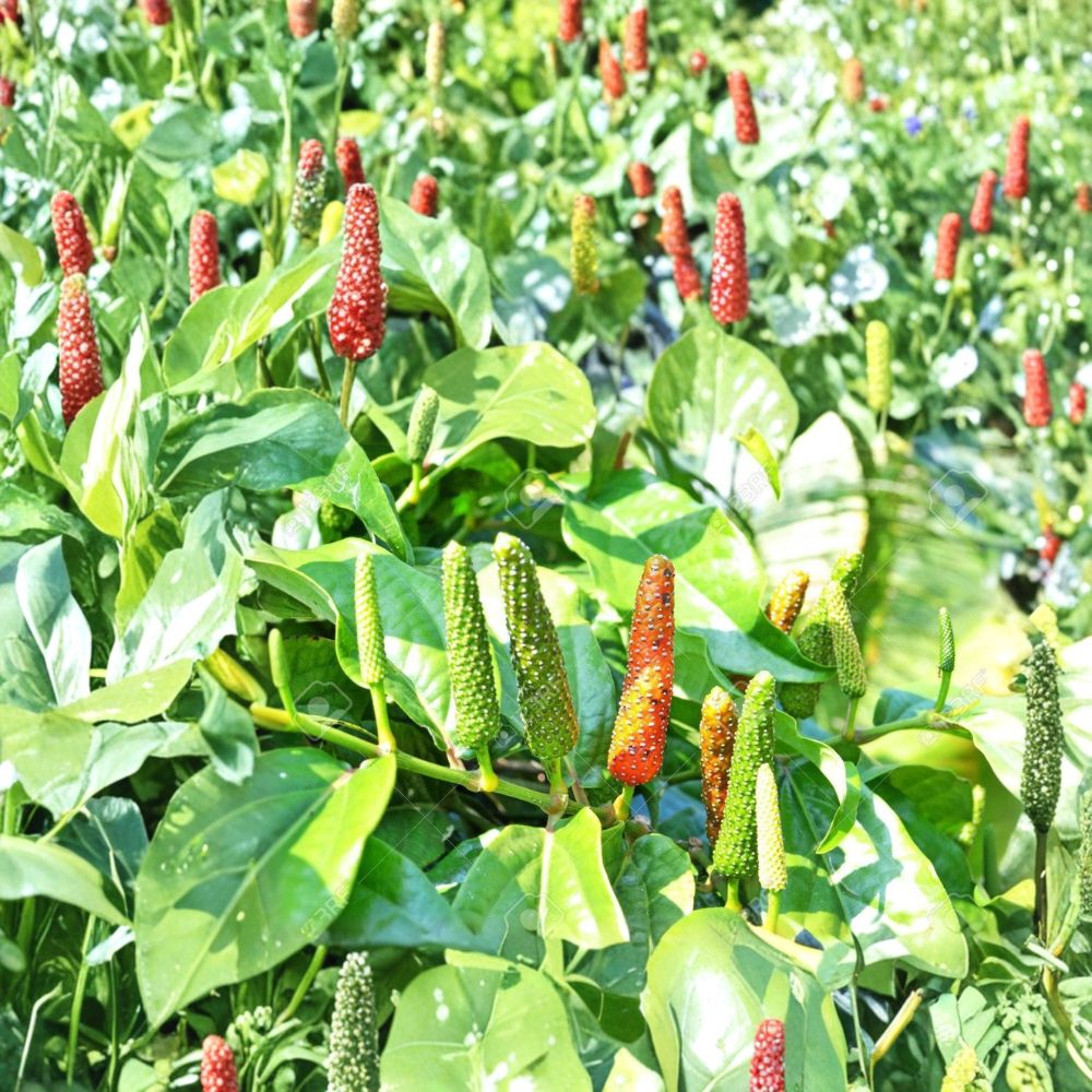 Piper Longum Live Plant – Piper longum Starter Plant | Rare Long Pepper Vine | Pipali Medicinal Herb Plant | Tropical Spice Plant