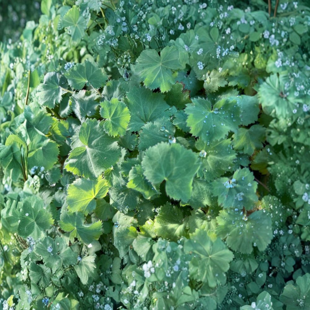 Lady's Mantle 'Thriller' – Alchemilla mollis Live Plant | 3 Inch Nursery Pot | Hardy Perennial | Cottage Garden Border Plant