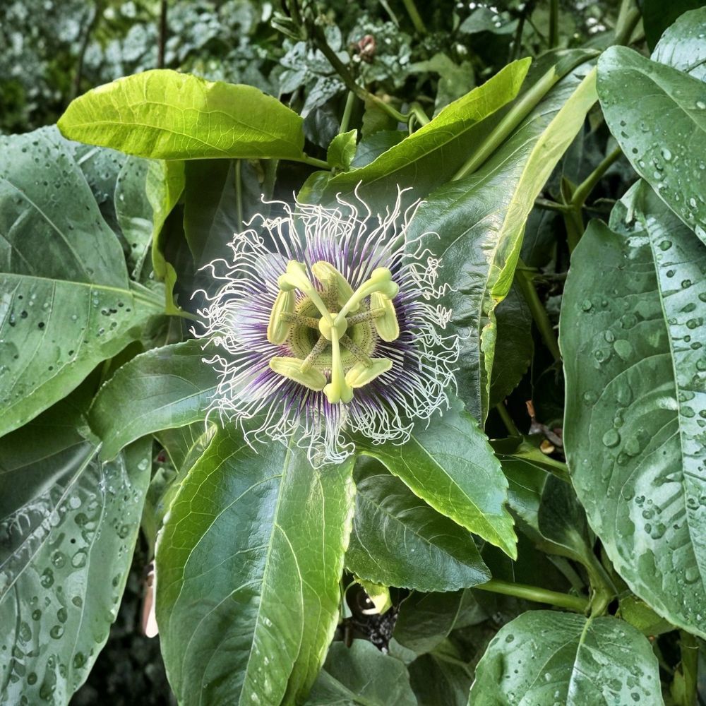 Purple Possum Passion Fruit – Passiflora edulis 'Purple Possum' Live Starter Plant | Rooted Passion Vine