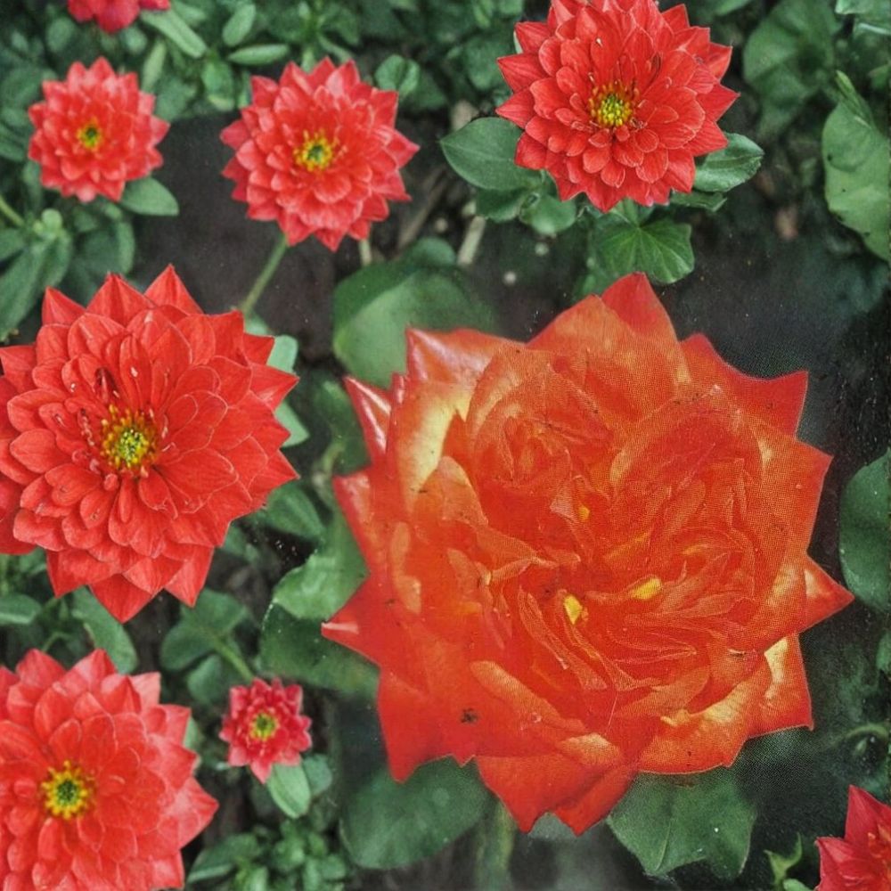 Charisma Floribunda Rose – Live Rose Bush Plant | 2 Gallon Size | Red Orange Yellow Blooms | Floribunda Garden Shrub | Fine Roses