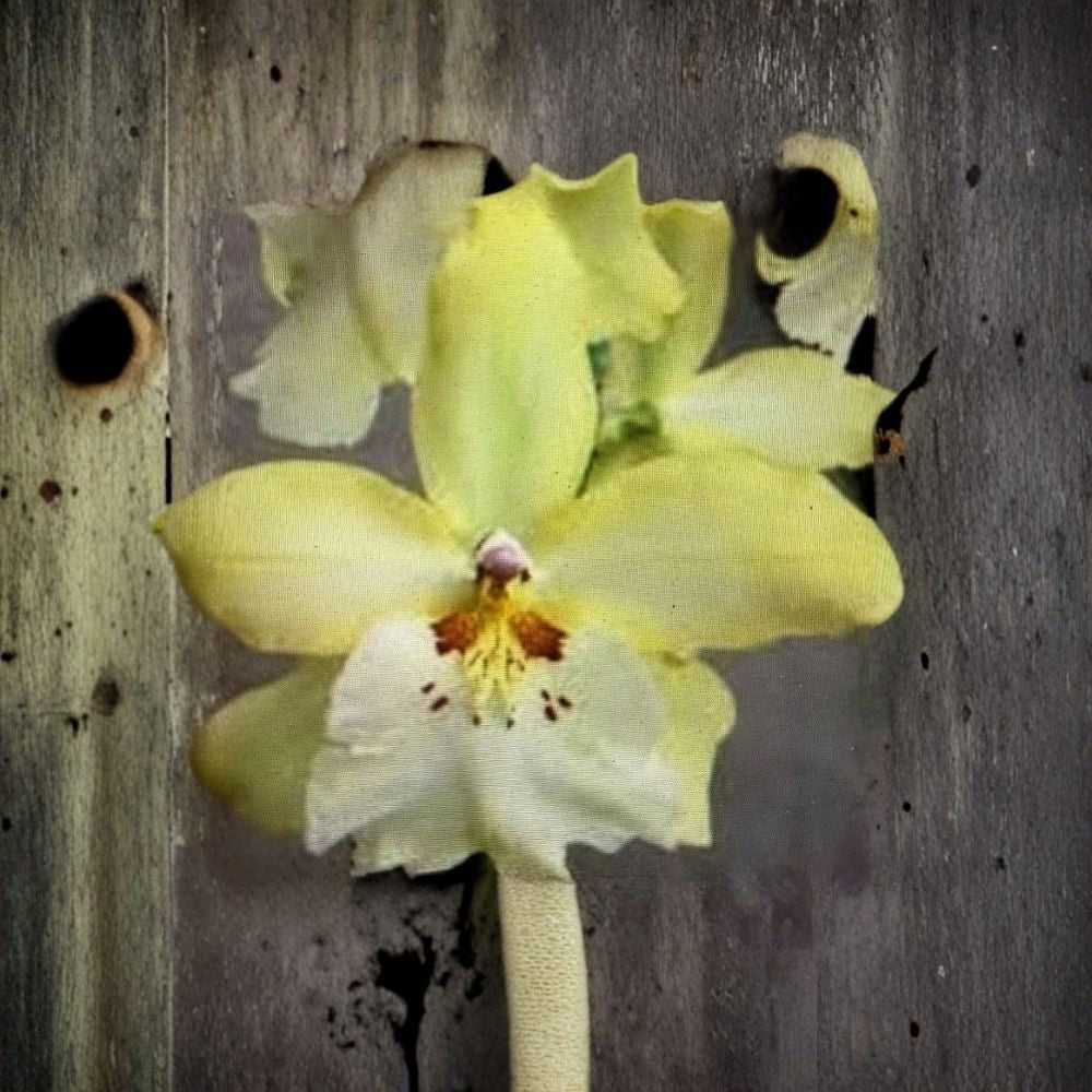 Vuylstekeara 'Celtic Sun' Orchid – Live Bare Root Rooted Bulb | Exotic Orchid Plant