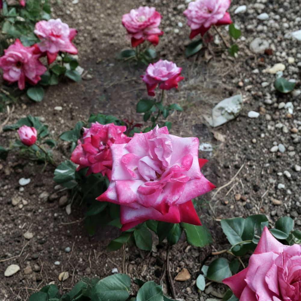 Paradise Hybrid Tea Rose – Lavender Pink Magenta Live Bush Plant | 3 Gallon Size | Fragrant Hybrid Tea Rose | Large Colorful Blooms | Easy to Grow