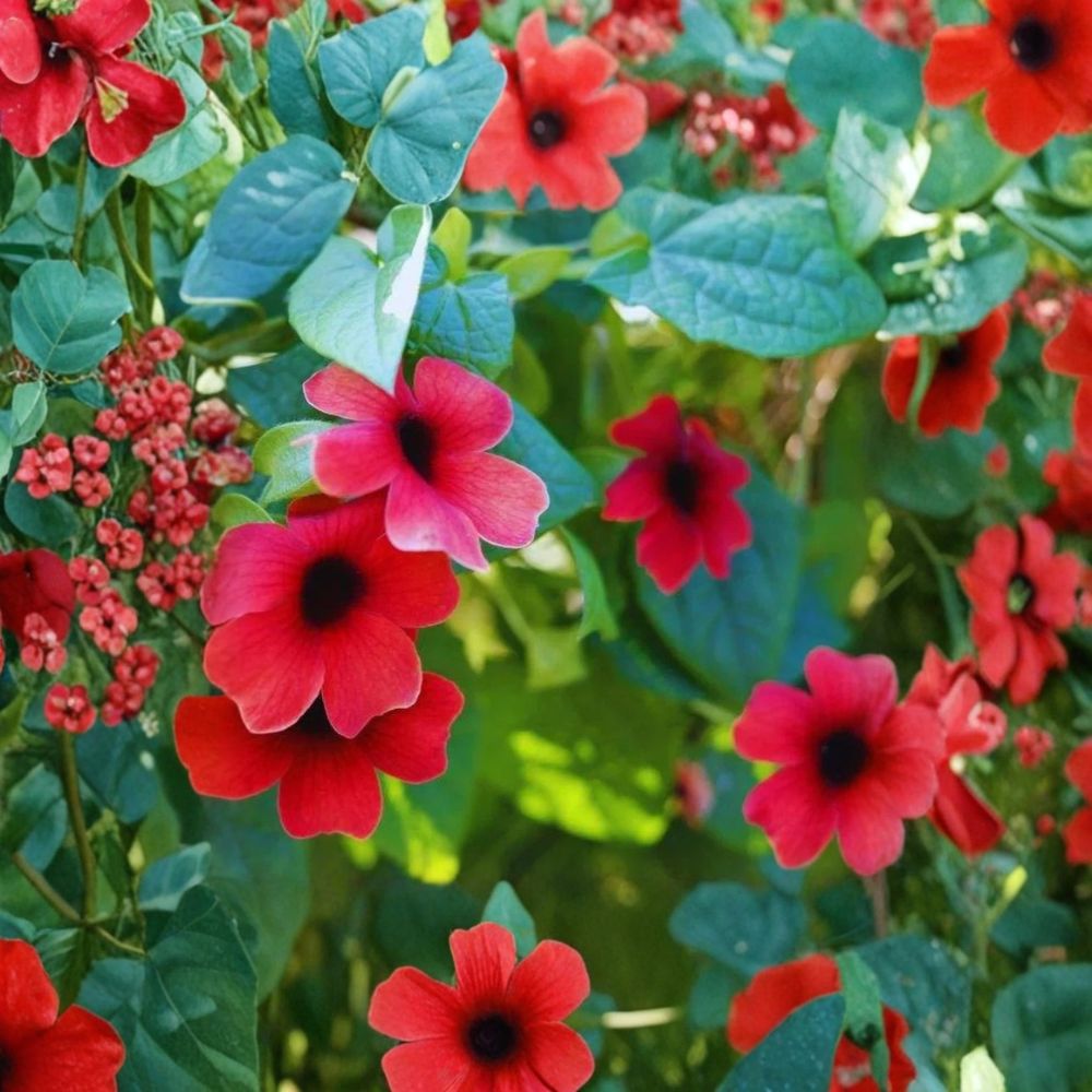 Black Eyed Susan Vine 'Sunny Susy Cherry' – Thunbergia alata Live Starter Plant | 6–10 Inches Tall | Includes Nursery Pot | Climbing Flowering Vine | Easy to Grow