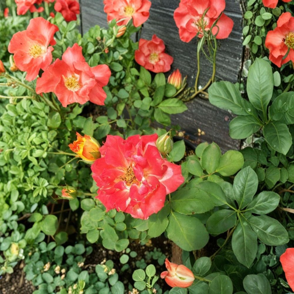 Pinata Rose – Live Rose Bush Plant | 5 Gallon Size | Yellow Orange Blooms | Colorful Garden Shrub | Fine Roses