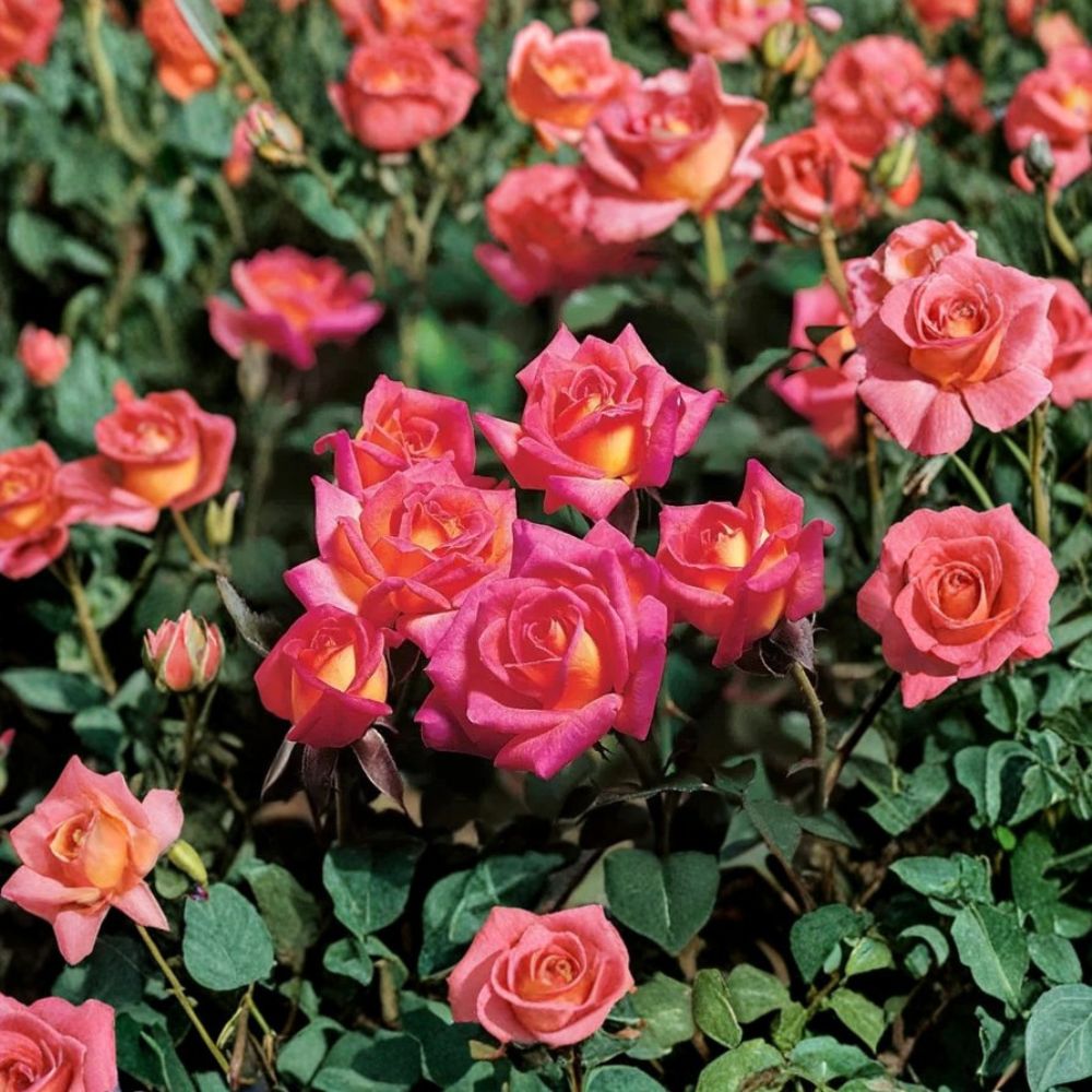 Hot Tamale Miniature Rose – Rosa Live Rooted Plant | 4 Inch Nursery Pot | Multicolor Blooming Rose | Hardy Patio & Garden Rose