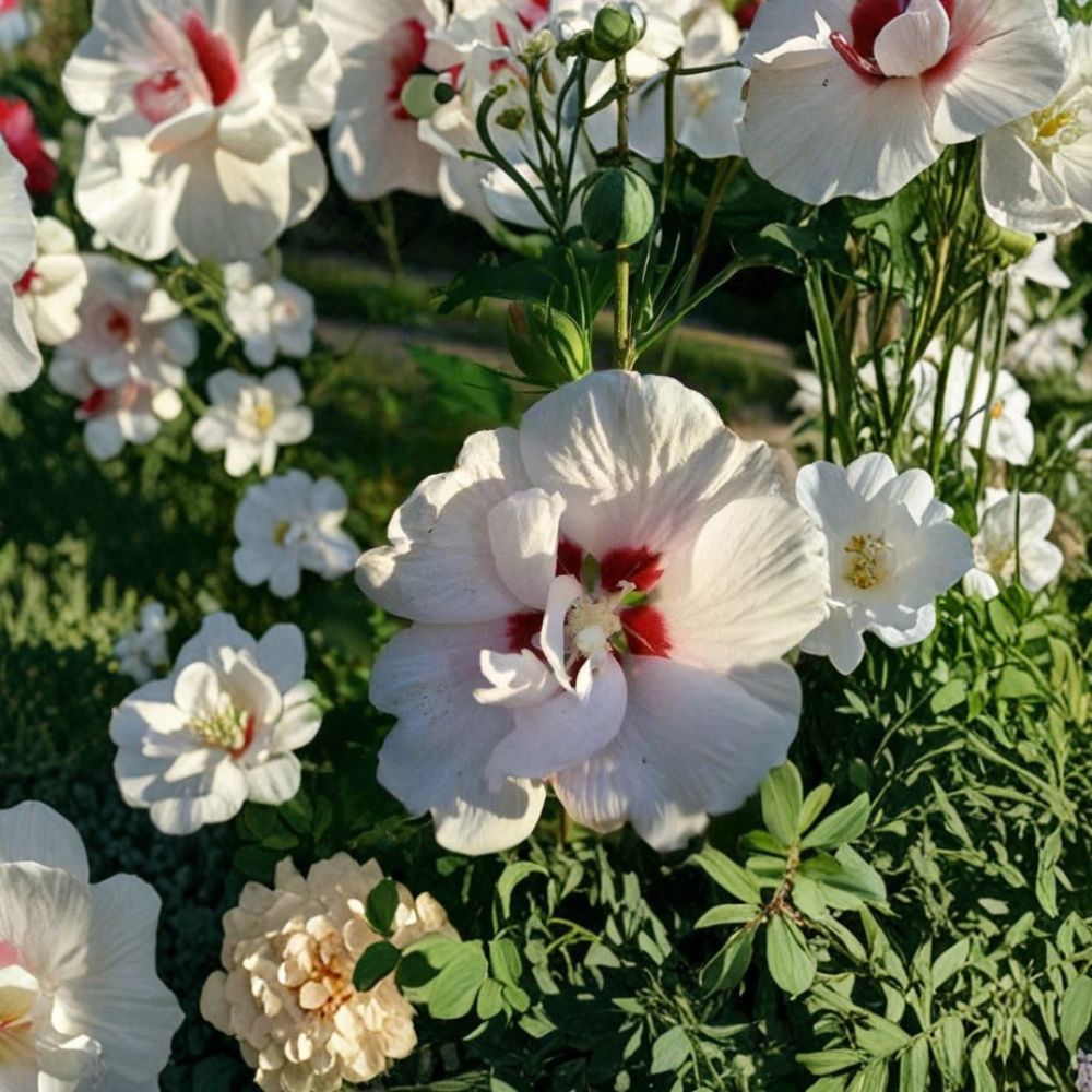 Double Flower White Althea Rose of Sharon – Live Shrub Plant | 5 Gallon Size | Double White Blooms | Hardy Landscape Plant | Easy to Grow