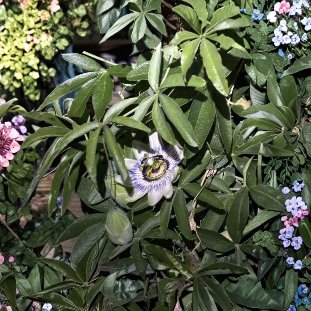 Possum Purple Passion Fruit Vine – Passiflora edulis Live Starter Plant | Self-Fertile Tropical Fruit Vine | Patio & Garden Friendly | Easy to Grow