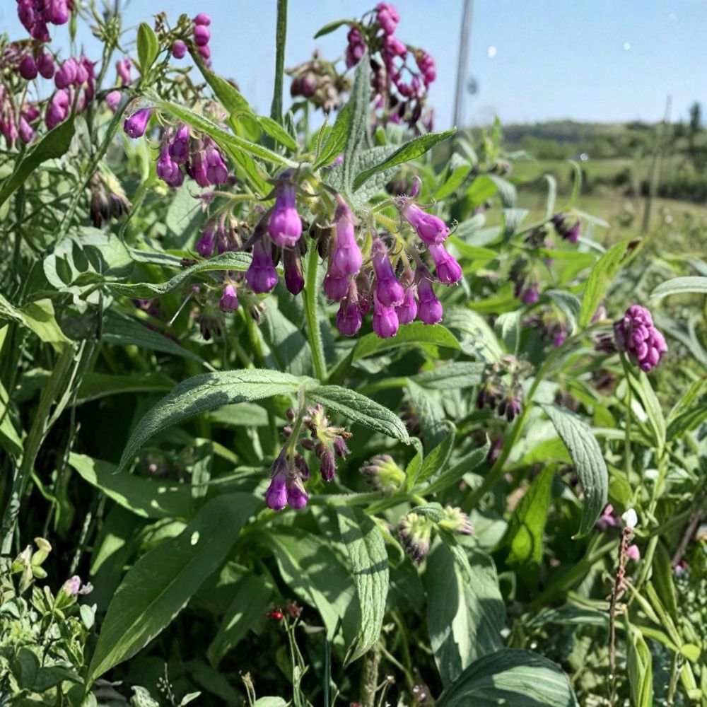 Comfrey – Symphytum officinale Bare Root Cuttings | Set of 5 | Hardy Heirloom Perennial