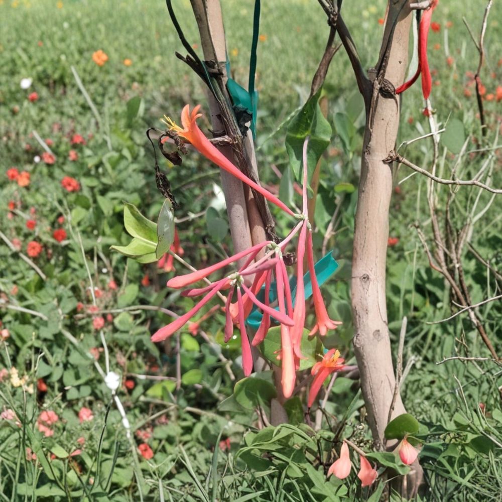 Coral Honeysuckle Vine – Lonicera sempervirens Live Plant | 2 Gallon Size | Fragrant Flowering Vine | Attracts Hummingbirds | Easy to Grow Garden Favorite