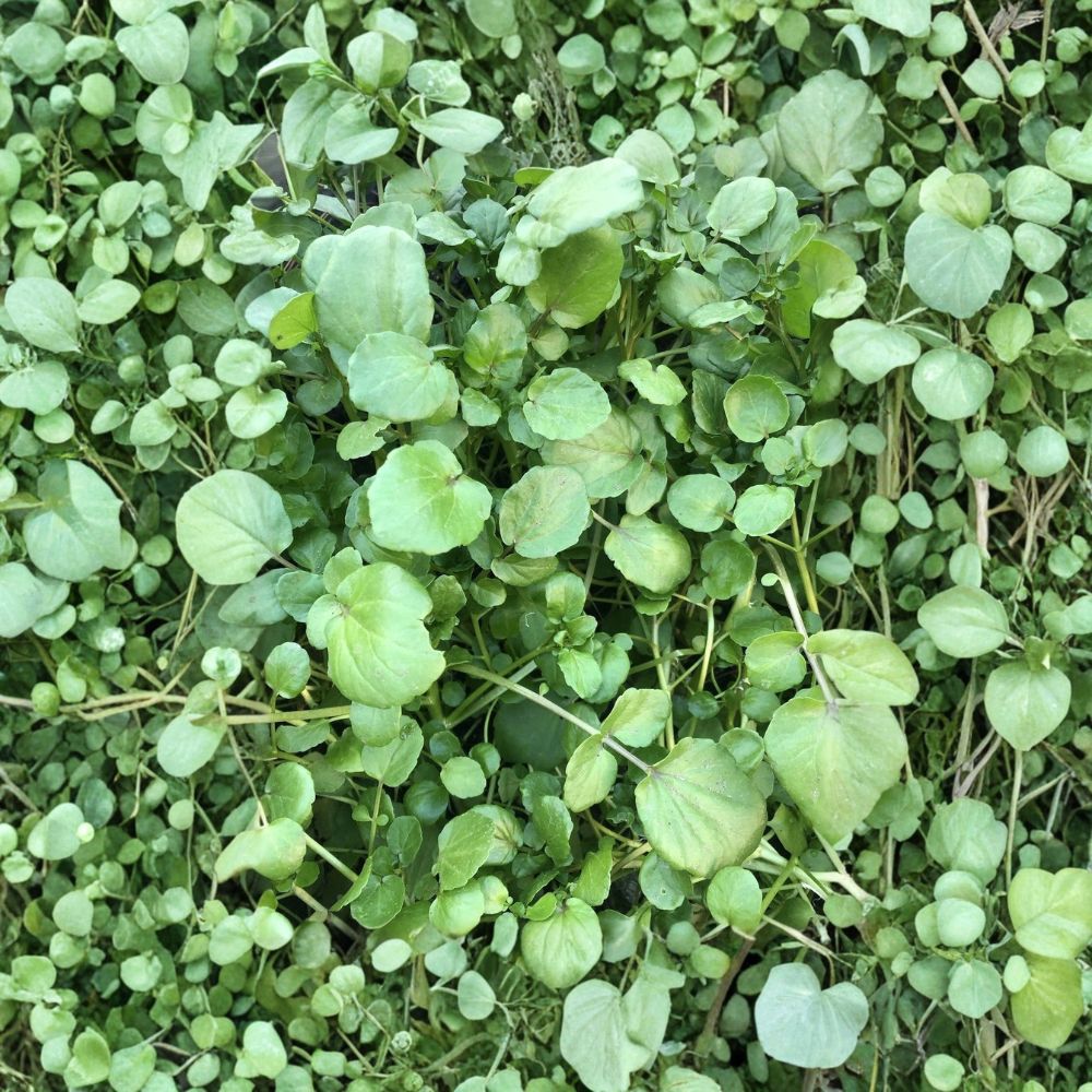 Watercress Live Plant | Rooted Bare Root Vegetable | Nasturtium officinale | Edible Aquatic Herb | Ready to Plant