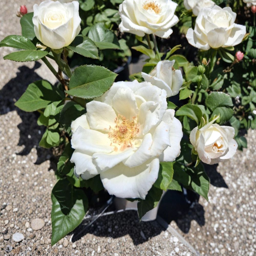 White Lightnin Grandiflora Rose – White Live Bush Plant | 2 Gallon Size | Elegant Grandiflora Rose Shrub | Large White Blooms | Easy to Grow Garden Rose
