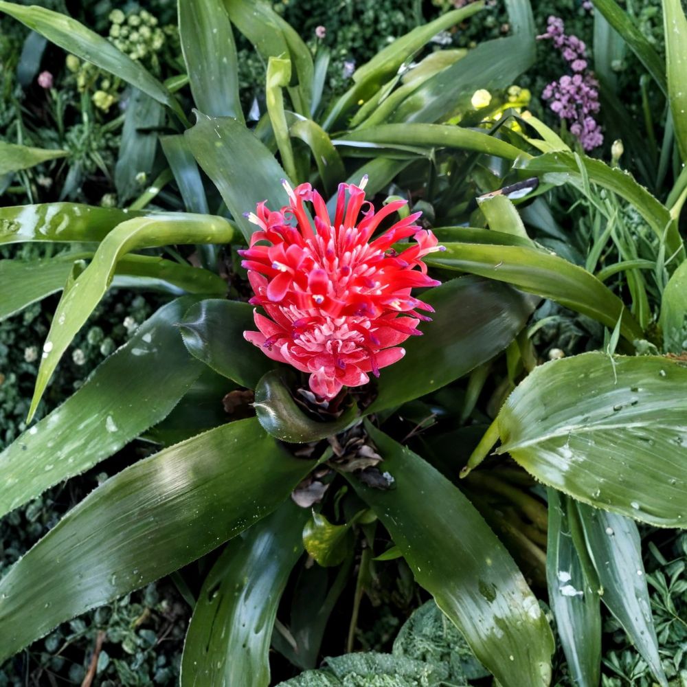 Aechmea pyramidalis Torch Bromeliad – Live Bare Root Plant | Flaming Torch Bromeliad | Tropical Houseplant