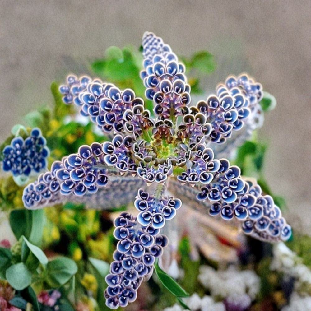 Mother of Millions Live Plant – Kalanchoe delagoensis Succulent | Starter Plant in 2 Inch Pot | Unique Baby Plant Succulent | Easy Care Houseplant