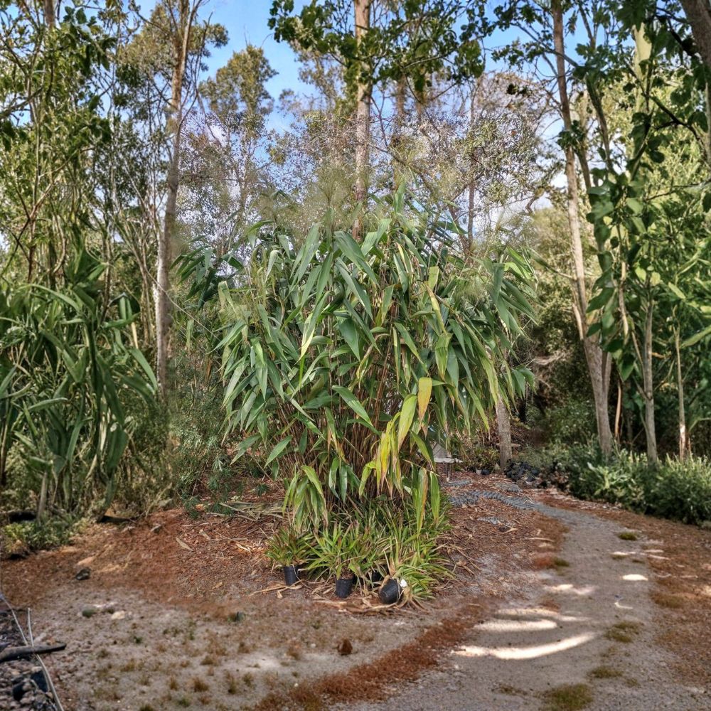 Tiger Grass – Thysanolaena maxima Live Rooted Plant | 4-Inch Pot | Fast-Growing Ornamental Grass