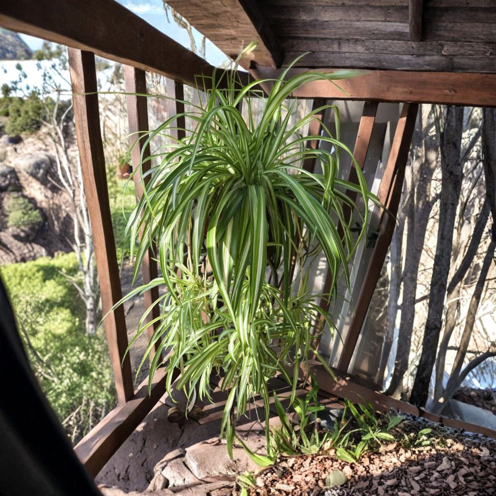 Spider Plant – Chlorophytum comosum Rooted Baby Plants | 3 Live Spider Plant Babies | Bare Root | Easy Care Indoor Houseplants