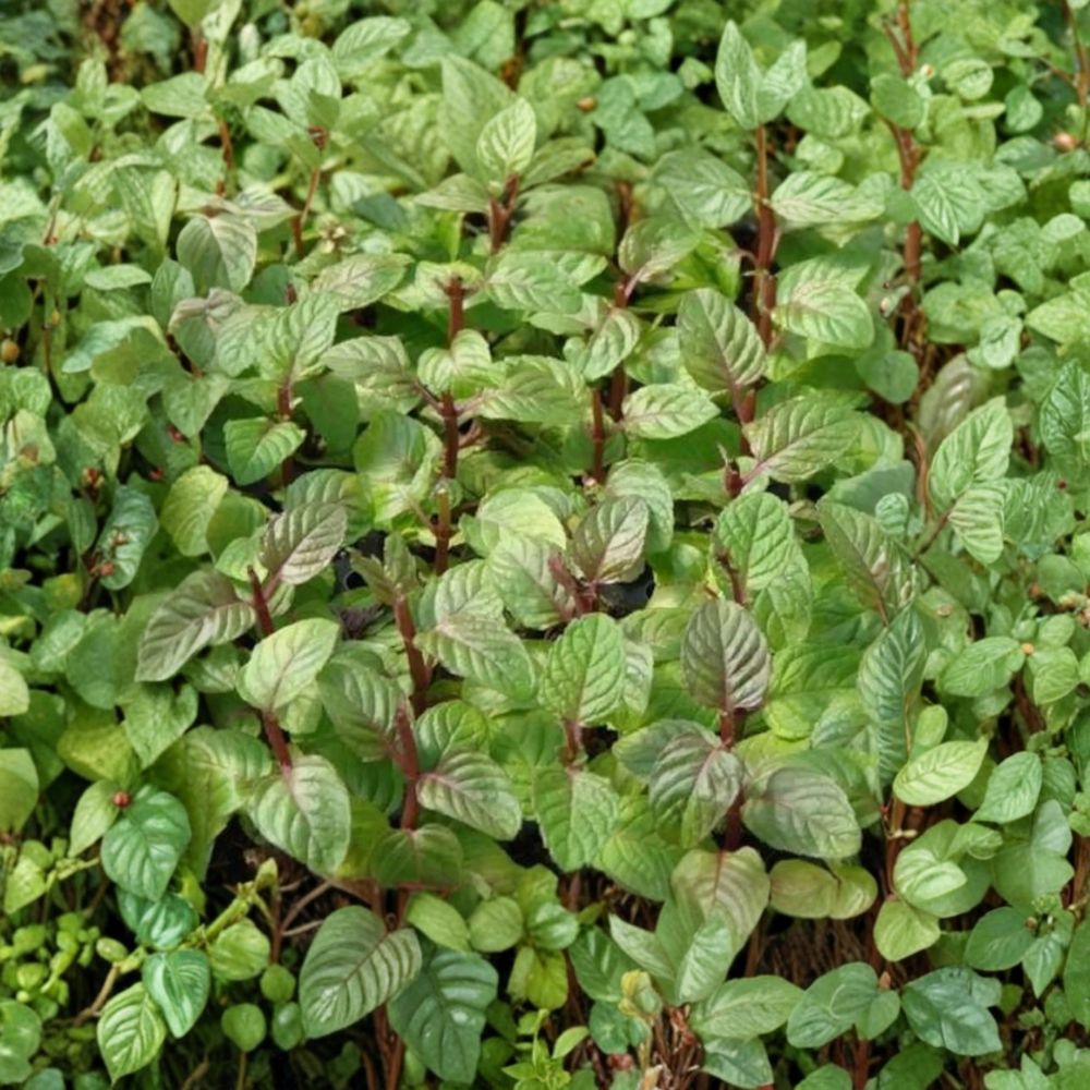 Berries and Cream Mint Cuttings – Mentha x piperita Live Unrooted Cuttings | 6 Organic Mint Cuttings for Rooting | Fruity Culinary Herb | Container Friendly