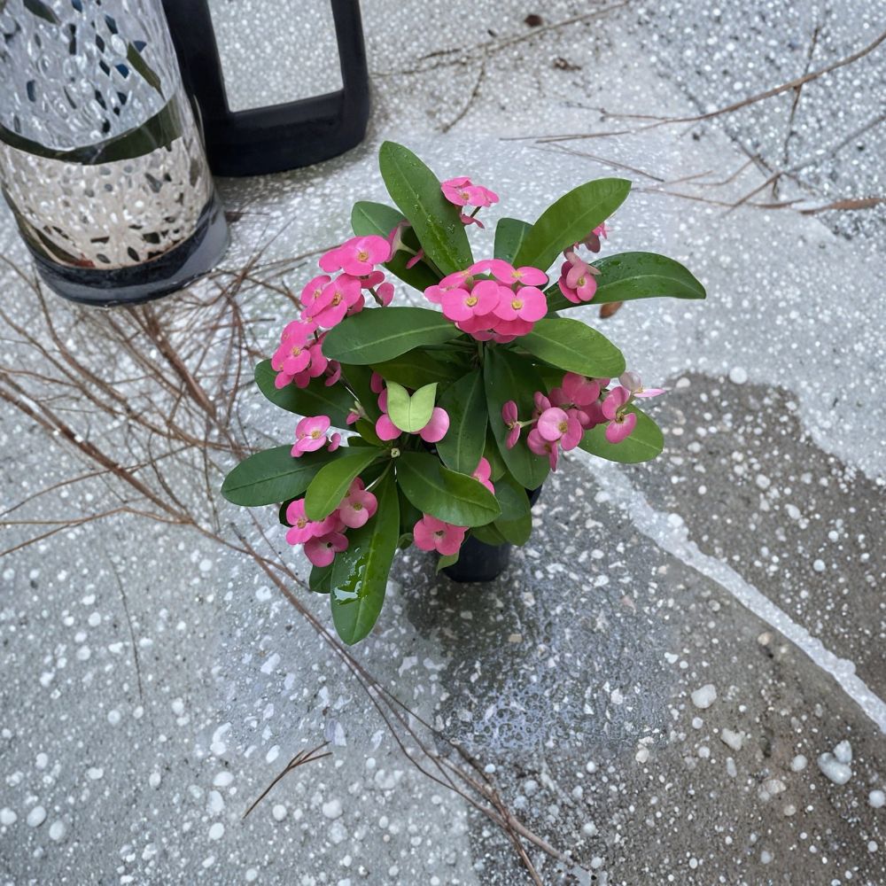 Pink Crown of Thorns – Euphorbia milii Live Rooted Plant | 15+ Inch Flowering Succulent