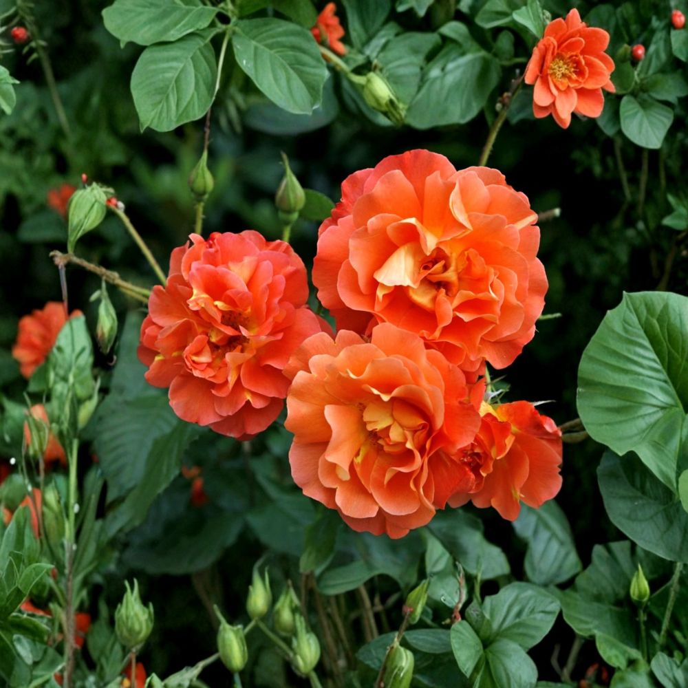 Westerland Climbing Rose Live Plant | 4–6 Inches Tall | Rooted Starter | Orange-Apricot Flowering Rose | Ships Without Pot