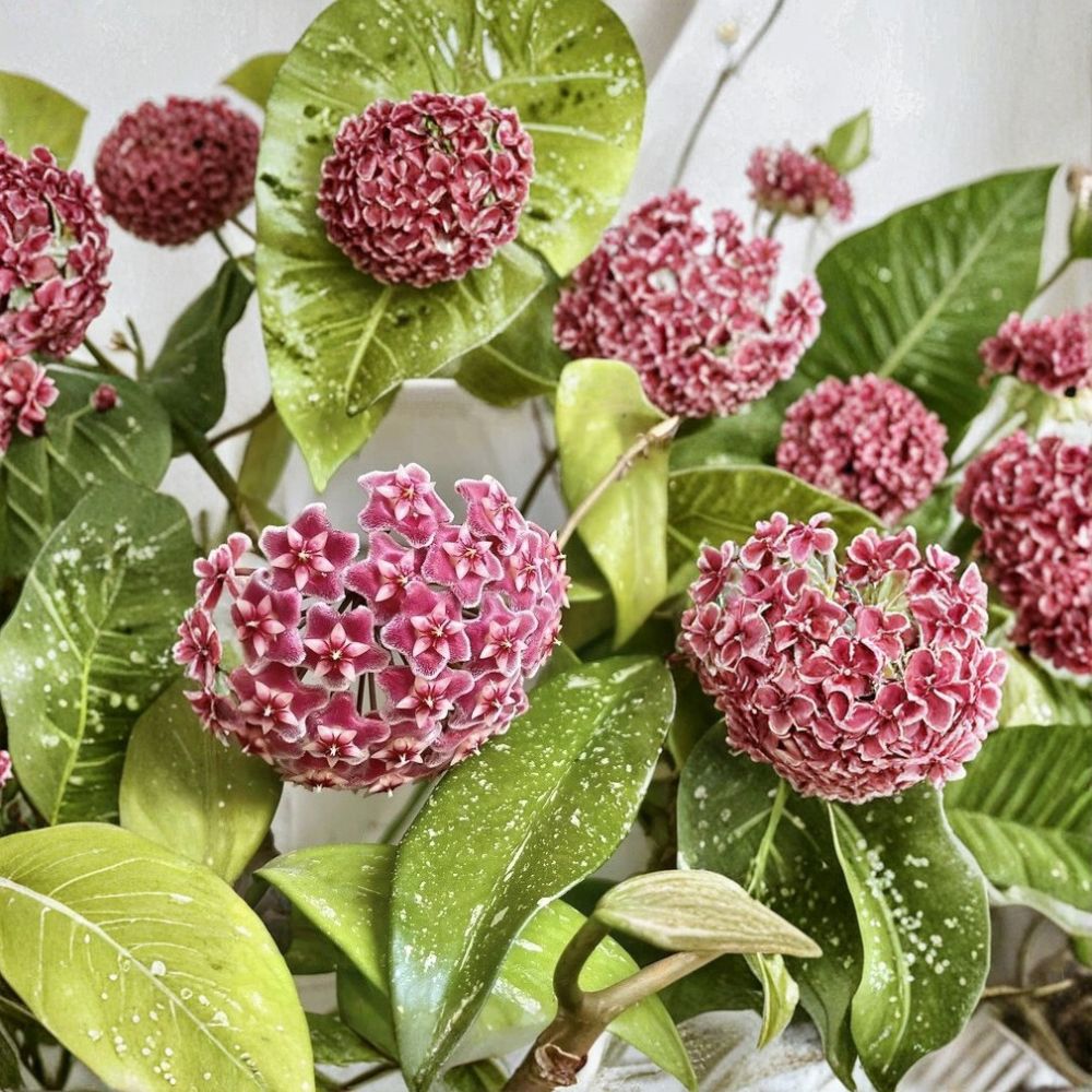 Hoya Pubicalyx – 2 Live Rooted Plants | 4–6 Inches Tall | Bare Root Tropical Houseplants | Easy-Care Indoor Vine | Includes 2 Rooted Plants