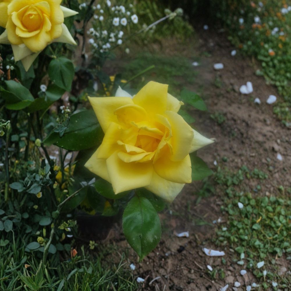 Oregold Grandiflora Rose – Live Rose Bush Plant | 1 Gallon Size | Yellow Blooms | Grandiflora Garden Shrub | Fine Roses Landscape Plant