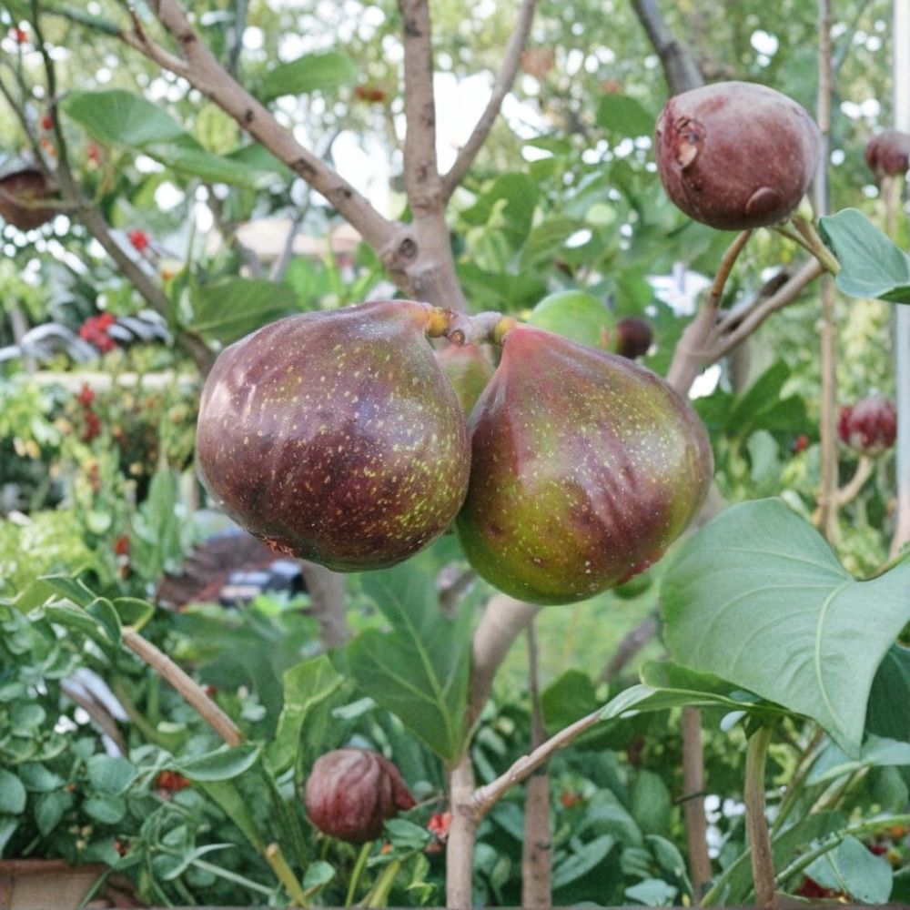 Olympian Fig Tree – Ficus carica Live Plant | 1 Quart Starter | Cold Hardy Purple Fig | Sweet Fruit Tree | Patio & Backyard Friendly