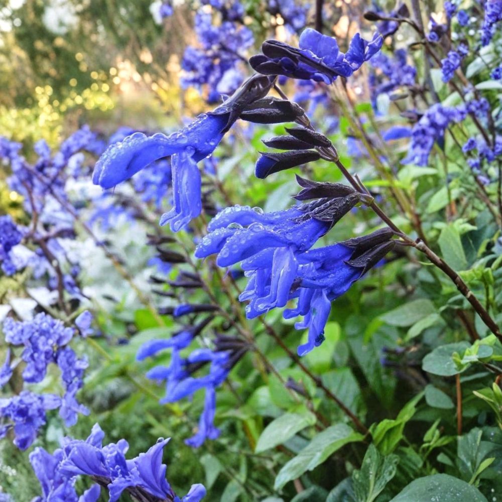 Salvia 'Black and Blue' – Live Starter Plant | 5–8 Inches Tall | Includes Nursery Pot | Tender Perennial Pollinator Plant | Easy to Grow
