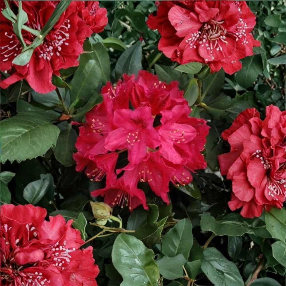 Nova Zembla Red Rhododendron – Rhododendron 'Nova Zembla' Live Starter Plant | Evergreen Flowering Shrub | Bare Root Starter | Easy to Grow