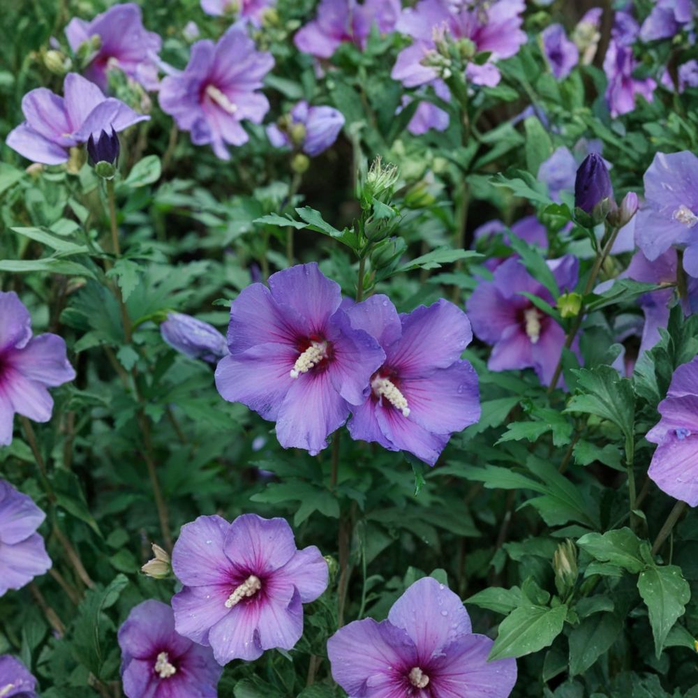 Purple Rose of Sharon – Hibiscus syriacus Live Starter Plant | 12–24 Inches Tall | Bare Root | Hardy Flowering Shrub