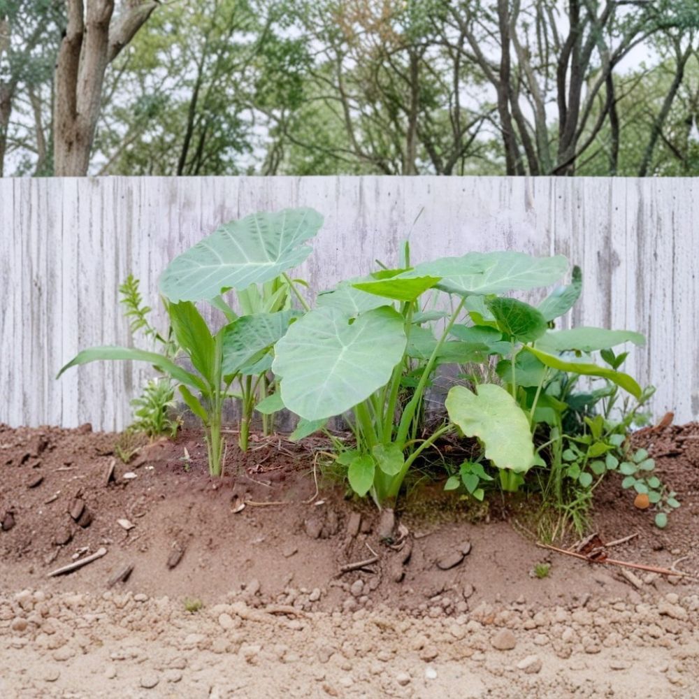 Bac Ha Live Rooted Plant – Vietnamese Elephant Ear | Colocasia gigantea | Edible Taro Stem Plant