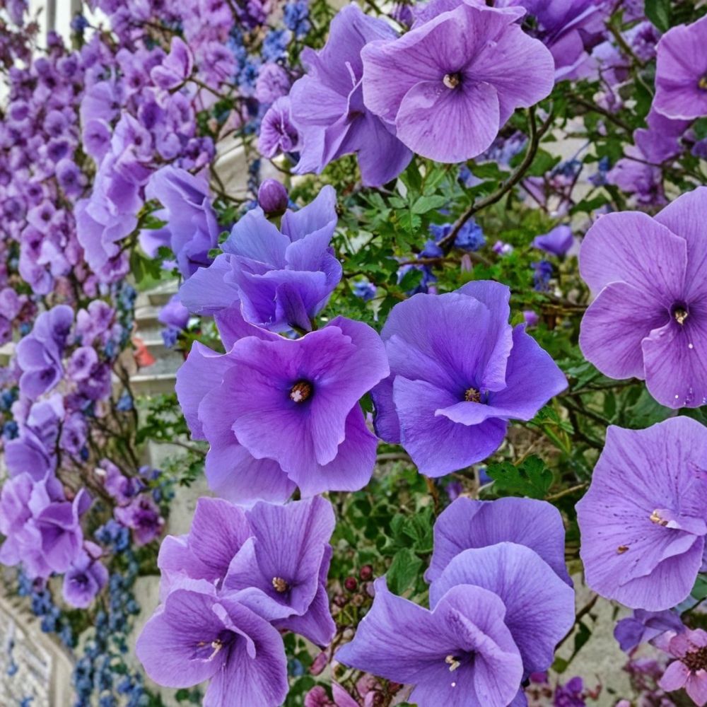 Blue Hibiscus Live Starter Plant – Alyogyne huegelii | Well Rooted | Ships in Nursery Pot | Flowering Shrub for Patio & Garden | Easy to Grow