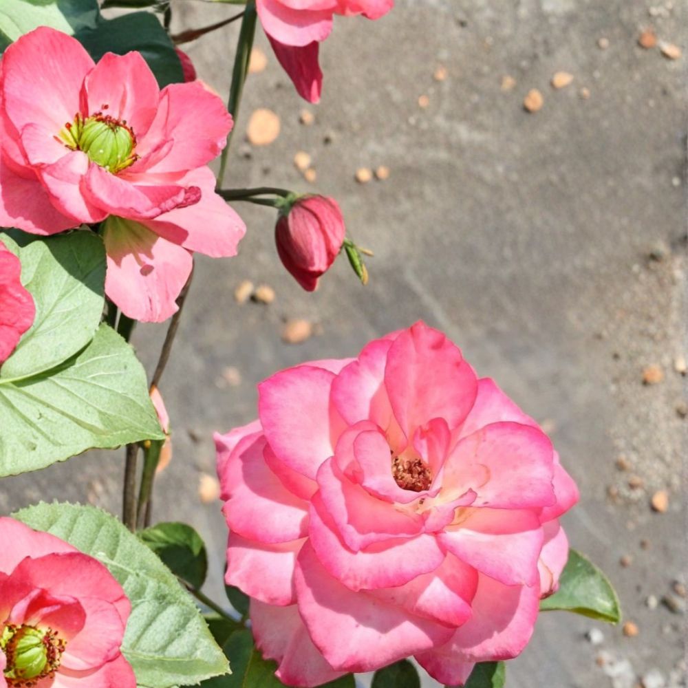 Nichole Everblooming Floribunda Rose – Live Rose Bush Plant | 3 Gallon Size | White Pink Blooms | Flowering Garden Shrub | Fine Roses
