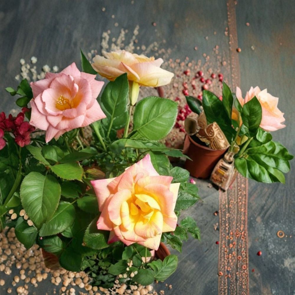 Jacob's Robe Climbing Rose – Yellow Pink Red Live Plant | 2 Gallon Size | Large Double Blooms | Colorful Climbing Rose Vine | Easy to Grow Garden Rose