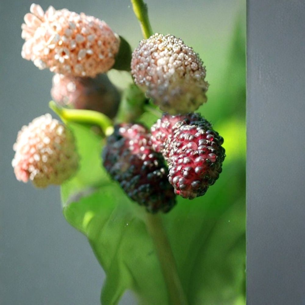 Illinois Everbearing Mulberry Tree – Morus alba × Morus rubra Live Plant | 12 Inches Tall | Includes Nursery Pot | Sweet Fruit Tree | Fast Growing