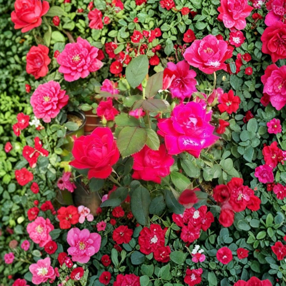 Double Knock Out® Red Rose – Live Bush Plant | 2 Gallon Size | Disease Resistant Rose Shrub | Double Red Blooms | Easy Care Landscape Rose