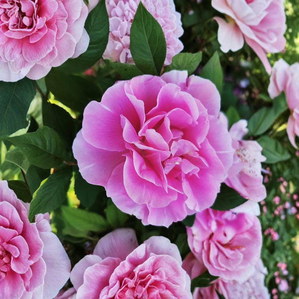 Therese Bugnet Hybrid Rose – Live Bare Root Rose Bush | 1 Plant | Hardy Fragrant Flowering Rose | Garden Ready