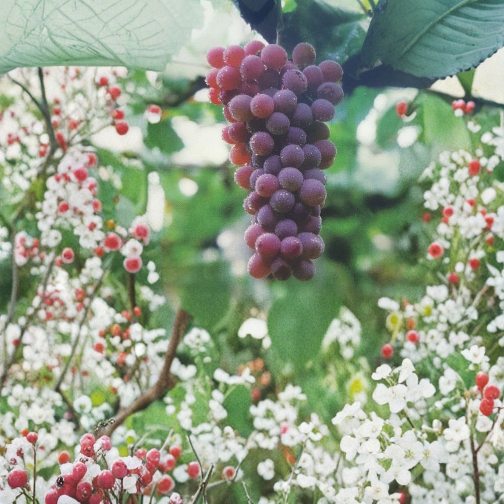 Red Flame Seedless Grape Vine – Live Fruit Plant | 1 Gallon Size | Sweet Seedless Red Grapes | Vineyard & Home Garden Favorite | Easy to Grow