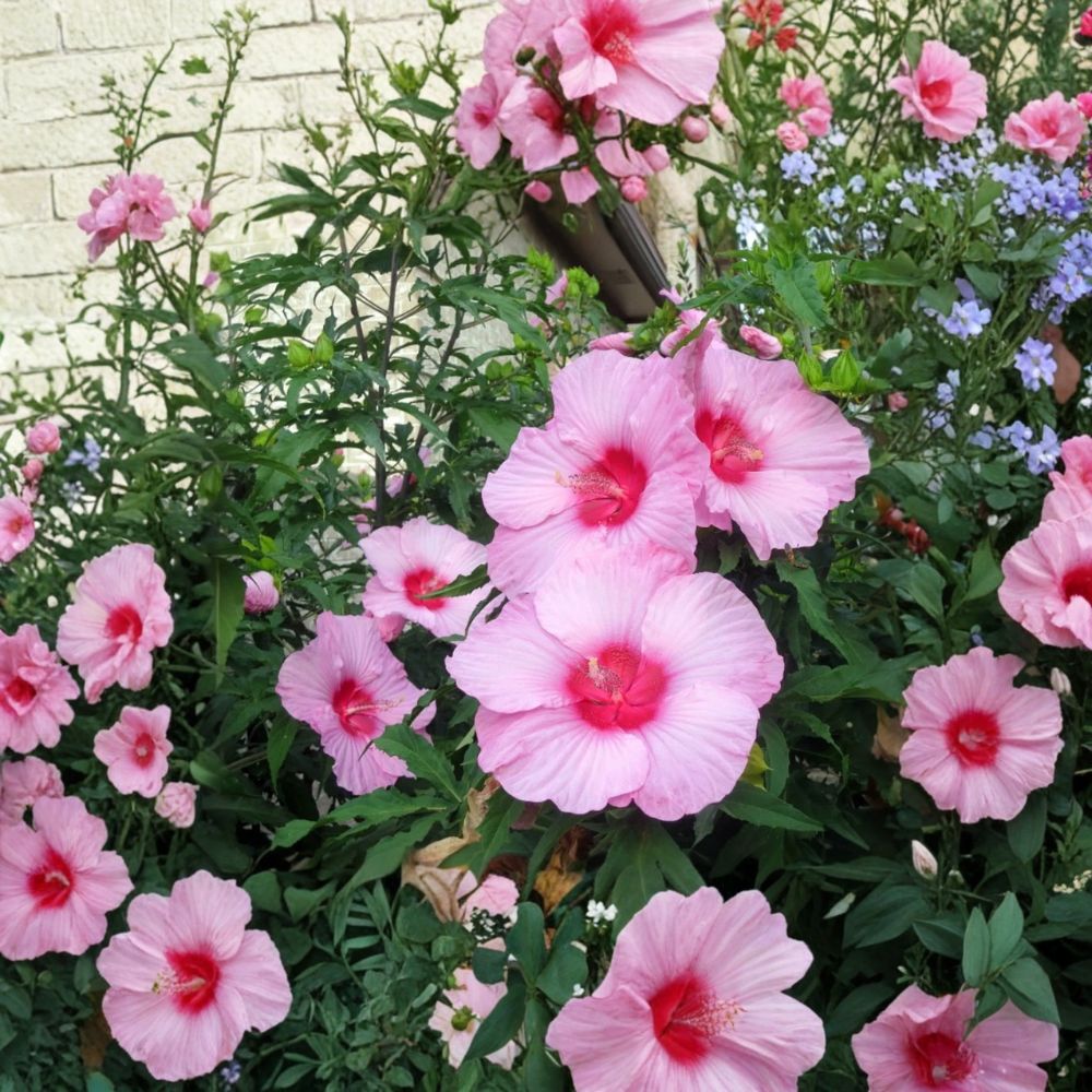 Lady Baltimore Hibiscus – Hibiscus moscheutos Live Starter Plants | Set of 2 | 6–12 Inches Tall | Bare Root Perennial | Easy to Grow