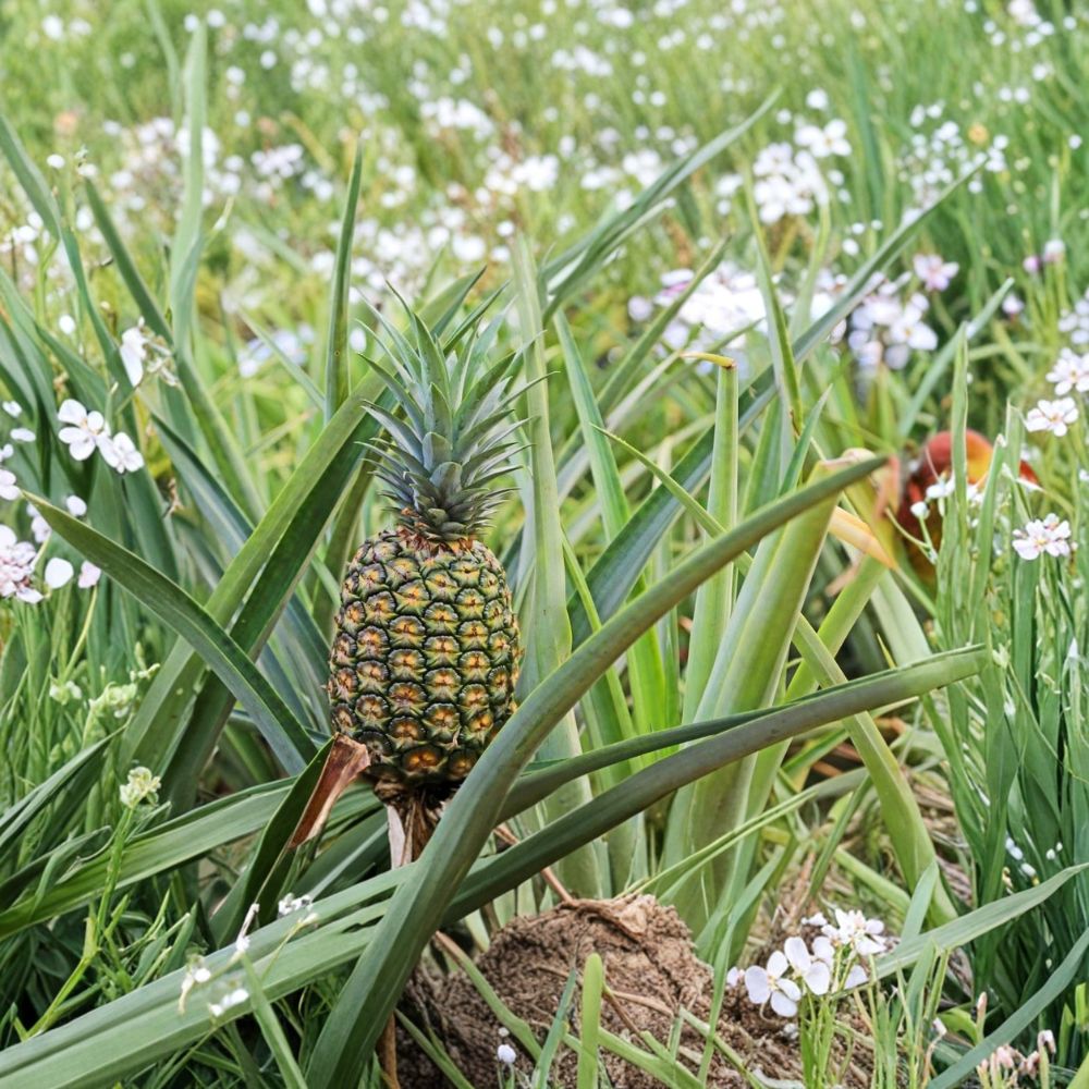 Sugar Loaf Pineapple Plant – Ananas comosus Live Plant | Rooted Crown in Nursery Pot | Sweet Low-Acid Tropical Fruit | Container Friendly