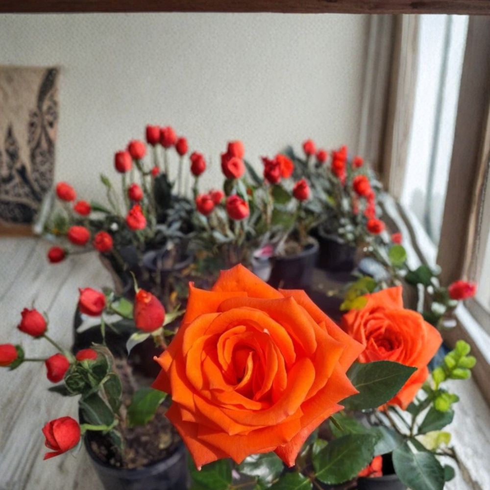 Marina Everblooming Floribunda Rose – Live Rose Bush Plant | 5 Gallon Size | Salmon Orange Blooms | Flowering Garden Shrub | Fine Roses