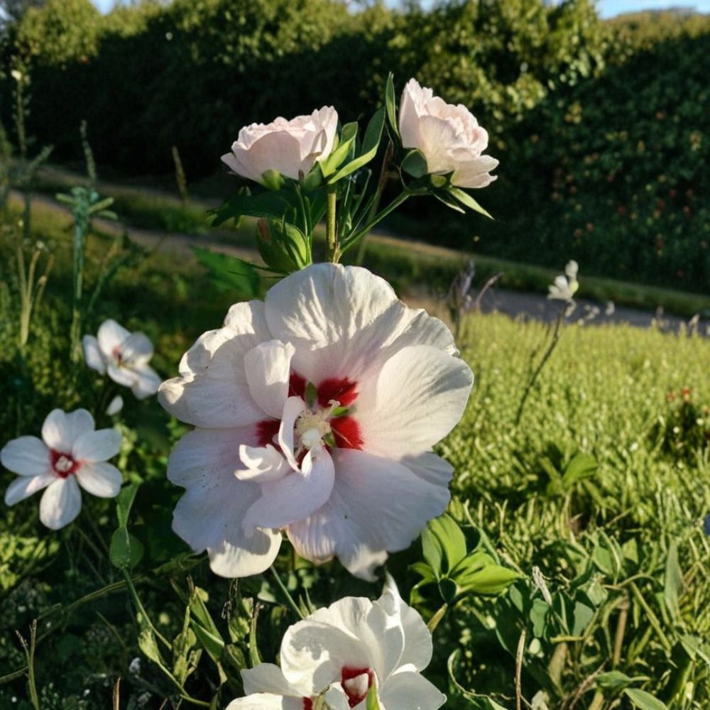 Double Flower White Althea Rose of Sharon – Hibiscus syriacus Live Plant | 3 Gallon Shrub | Double White Blooms | Easy to Grow | Landscape Favorite