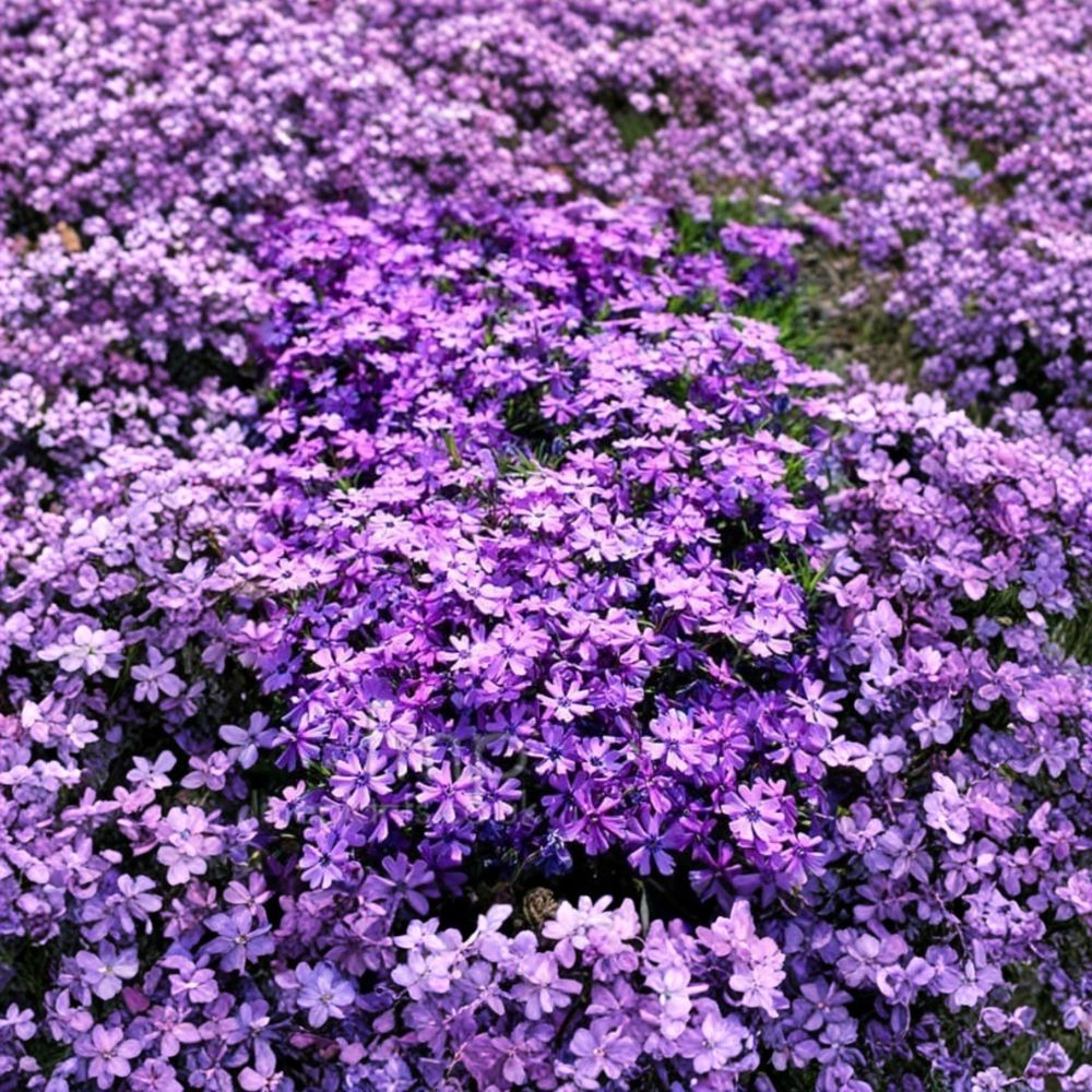 Creeping Phlox 'Purple Beauty' – 1 Bare Root Plant | Hardy Purple Flower Ground Cover | Perennial Garden Plant | Easy to Grow