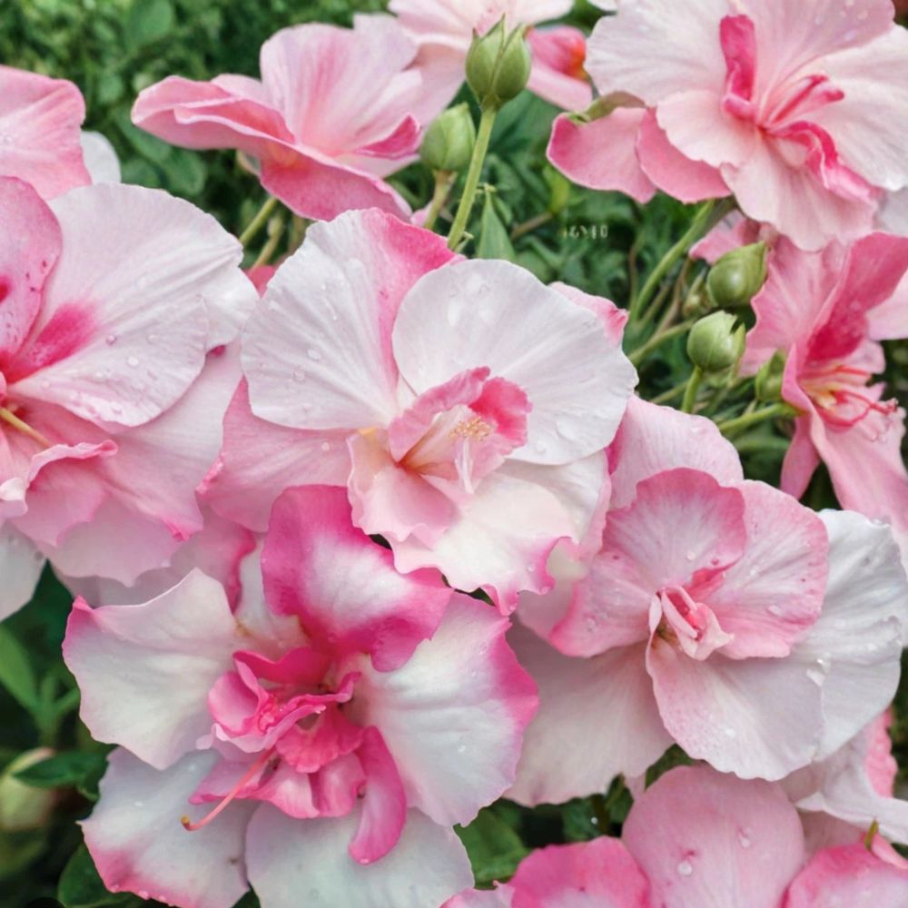 Kiss Azalea – Rhododendron Live Starter Plant | 2–8 Inches Tall | Includes Nursery Pot | Hardy Flowering Shrub