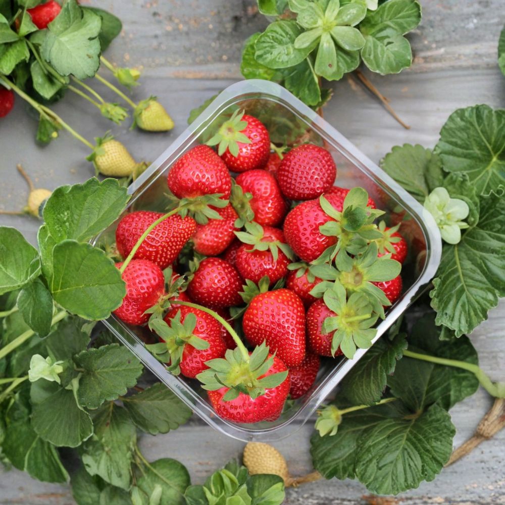 25 Camarosa Strawberry Bare Root Plants | June Bearing Sweet Berry Variety | Live Strawberry Crowns | Hardy Fruit Garden Set