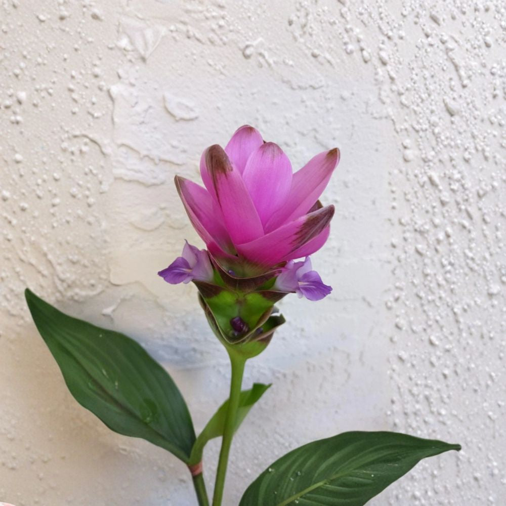 Pink Siam Tulip Curcuma Alismatifolia – Live Bare Root Plant | Large Ginger Rhizome | Tropical Summer Flower | Easy to Grow