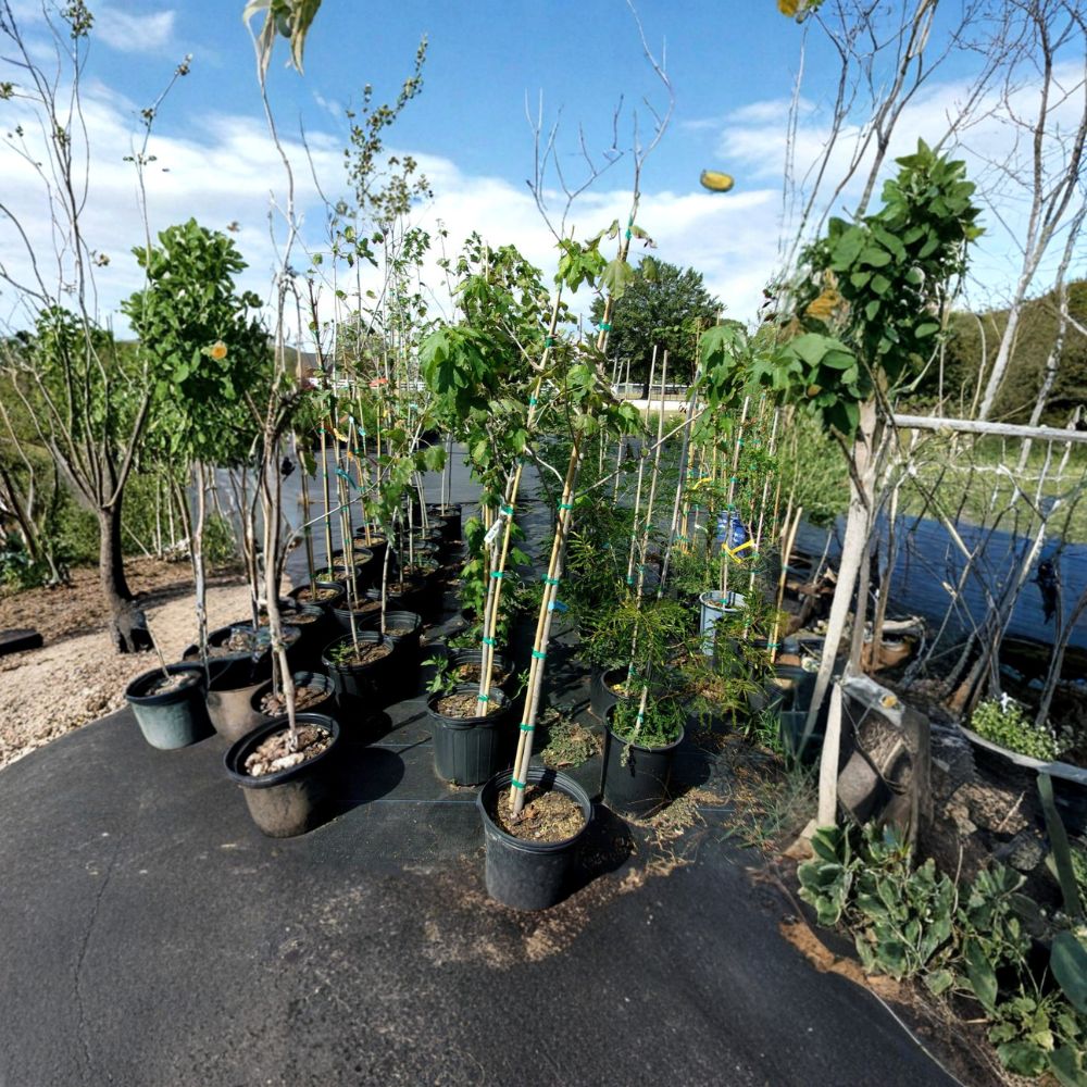 Native Red Maple Tree – Acer rubrum Live Tree | 4–6 Feet Tall | Shade Tree with Brilliant Red & Yellow Fall Color | Fast Growing Landscape Tree | Hardy Native Species