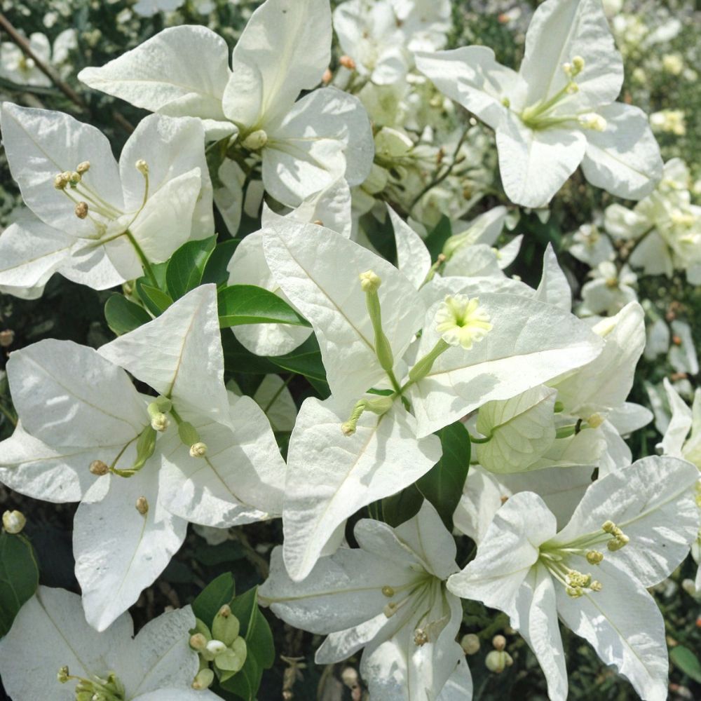 Rijnstar White Bougainvillea – Bougainvillea Live Bare Root Starter Plant | Rare White Flowering Tropical Vine